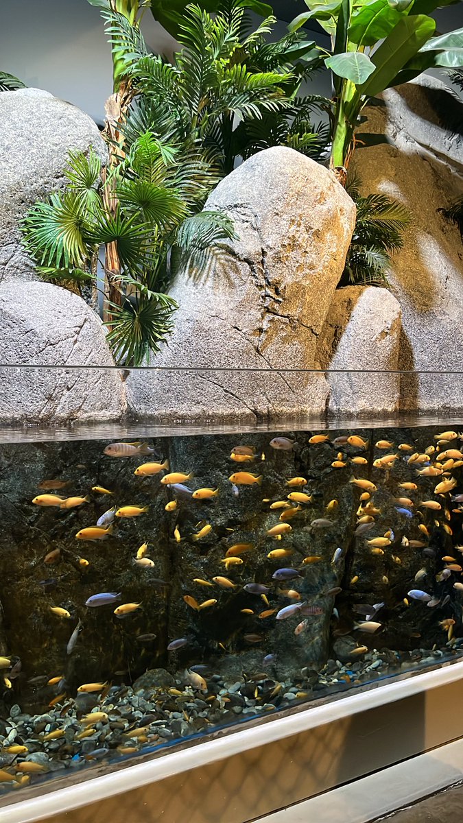 7jehadi's tweet photo. Field trip to @omanaquarium 🐬🌊🪸 https://t.co/y1PMOFwono