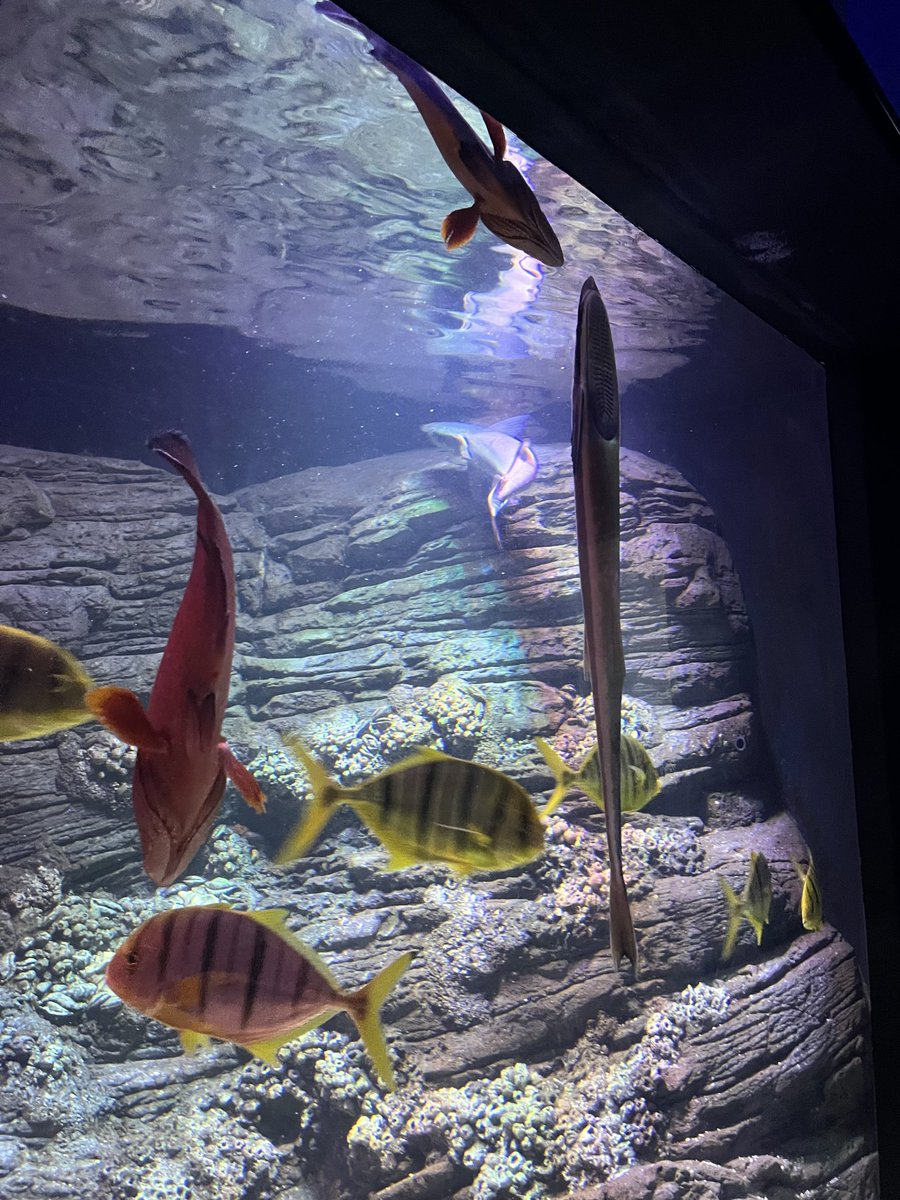 7jehadi's tweet photo. Field trip to @omanaquarium 🐬🌊🪸 https://t.co/y1PMOFwono