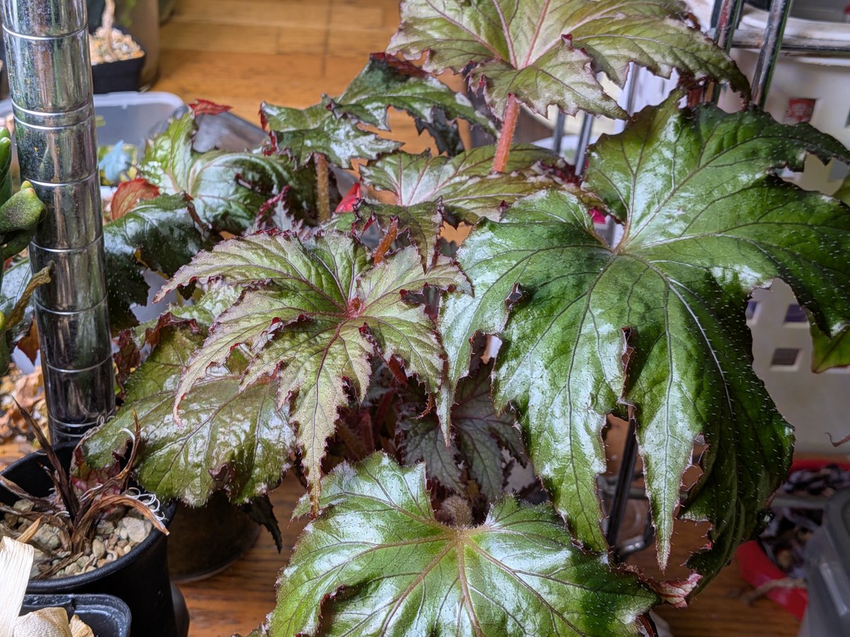 tdrg65's tweet photo. ベゴニア レックス スペーススターズ (Begonia rex-cultorum 'SpaceStars')

普及種の園芸品種なだけあって、用土そのままでも成長の勢いがすごく持て余すレベル。
蕾にも毛が生えてて面白い。 https://t.co/0gFQIMh13n