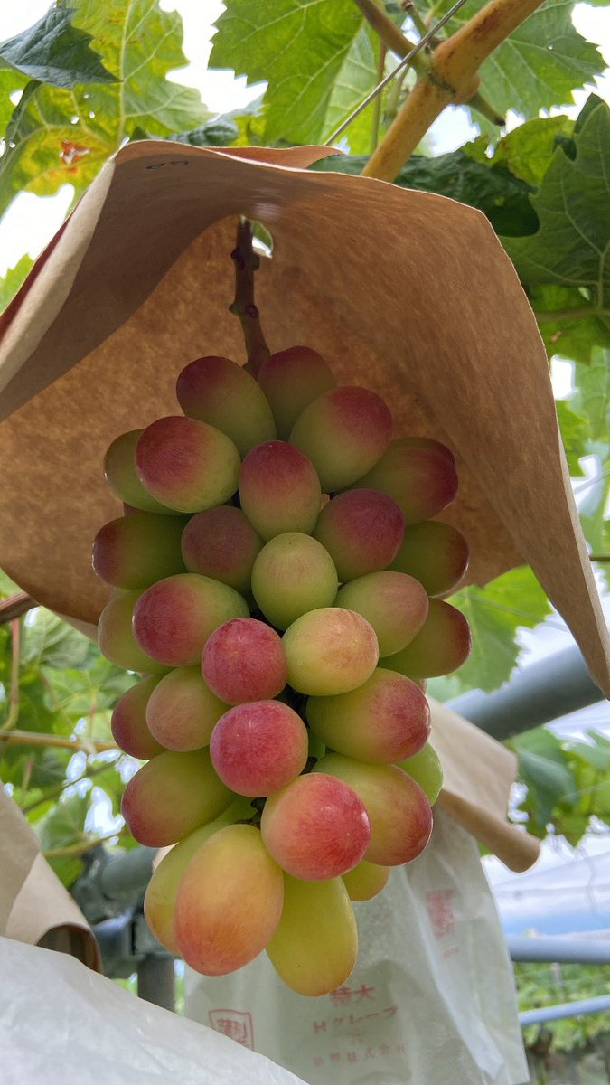 shimura_grapes's tweet photo. 8/8土曜日は青山ファーマーズマーケットさんへ出店致します！
ぶどう、桃も持っていけるかなー😊
なんだかんだで毎週出てるな
みなさんに会えるから楽しみ😆
人と人の縁が好きなんです

バタバタ常にしているがこの夏みなさん乗り切りましょう
熱中症にお気をつけて！ https://t.co/ZOcZCTds2Q