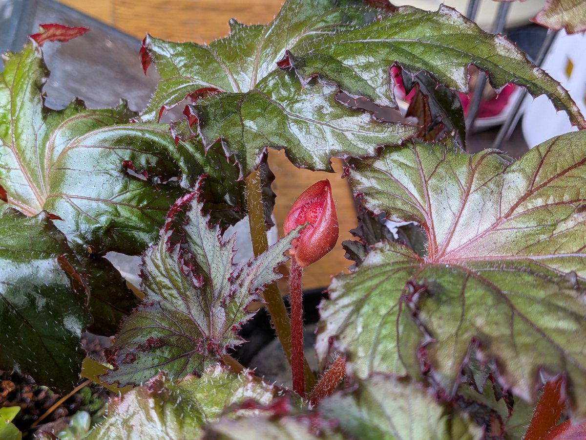 tdrg65's tweet photo. ベゴニア レックス スペーススターズ (Begonia rex-cultorum 'SpaceStars')

普及種の園芸品種なだけあって、用土そのままでも成長の勢いがすごく持て余すレベル。
蕾にも毛が生えてて面白い。 https://t.co/0gFQIMh13n