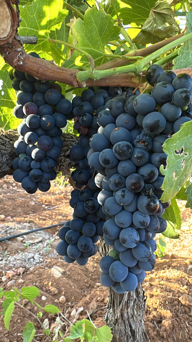 vinosaltofraile's tweet photo. La Syrah. Espectacular! https://t.co/AJV8IRs5wo