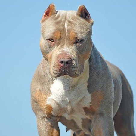 AcervoCharts's tweet photo. Jon Bernthal afirmou que o medo de pit bulls é racismo canino. https://t.co/0IbVdBvEq8