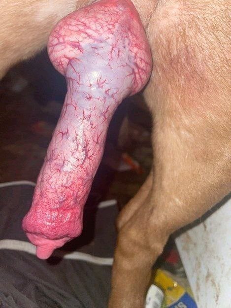 Outstanding826's tweet photo. Grab my newly uploaded dog knot videos just a tap away ๐ฆ๐ถ
https://t.co/SRzmiQ95MV
#artofzoo #zootwt #dogbitch #zoophille
#zoopositivity #zoopride #zoophilia #dogknot https://t.co/flOZKJ2Vvy