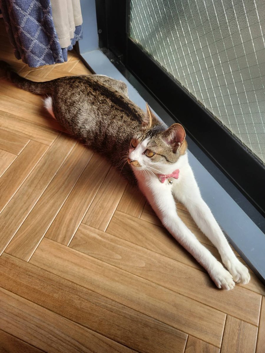 jin___1006's tweet photo. #SiMねこ盤 https://t.co/1W4fCyyS5y