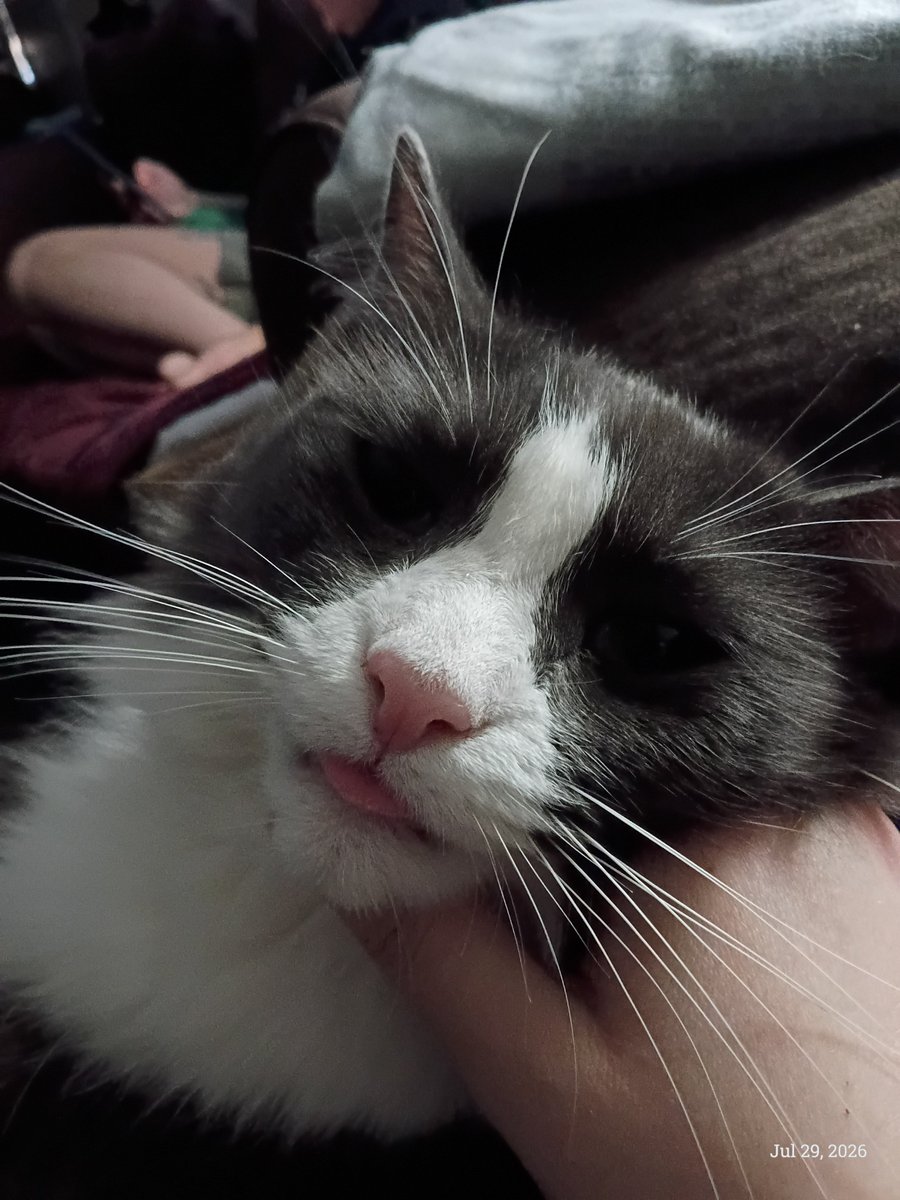 butturedsausage's tweet photo. @grophel @mutil4tedmimi @nocontextmemes for anyone who's curious here is my beautiful baby girl. her name is persephone and she is approximately 3 years old as of now. you can't see it in these photos but my mom's husband calls her squiggles because her tail is deformed and curls at the end all squiggly https://t.co/iUhPjKQswq