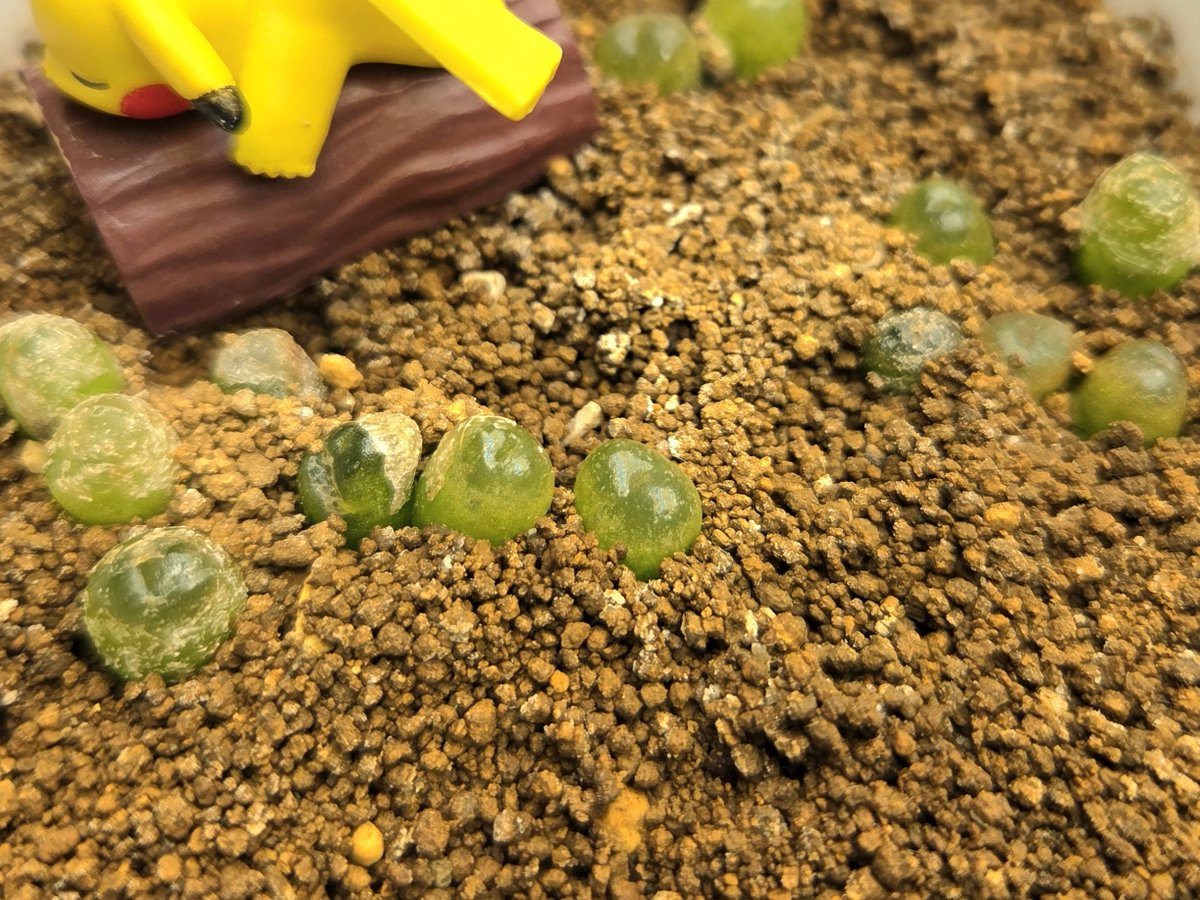 taniku_show's tweet photo. コノフィツム　2025年秋播種

プリプリになってきた☺
上の薄皮をきれいに取るのが難しい😇😇😇 https://t.co/2cKTicc7ir