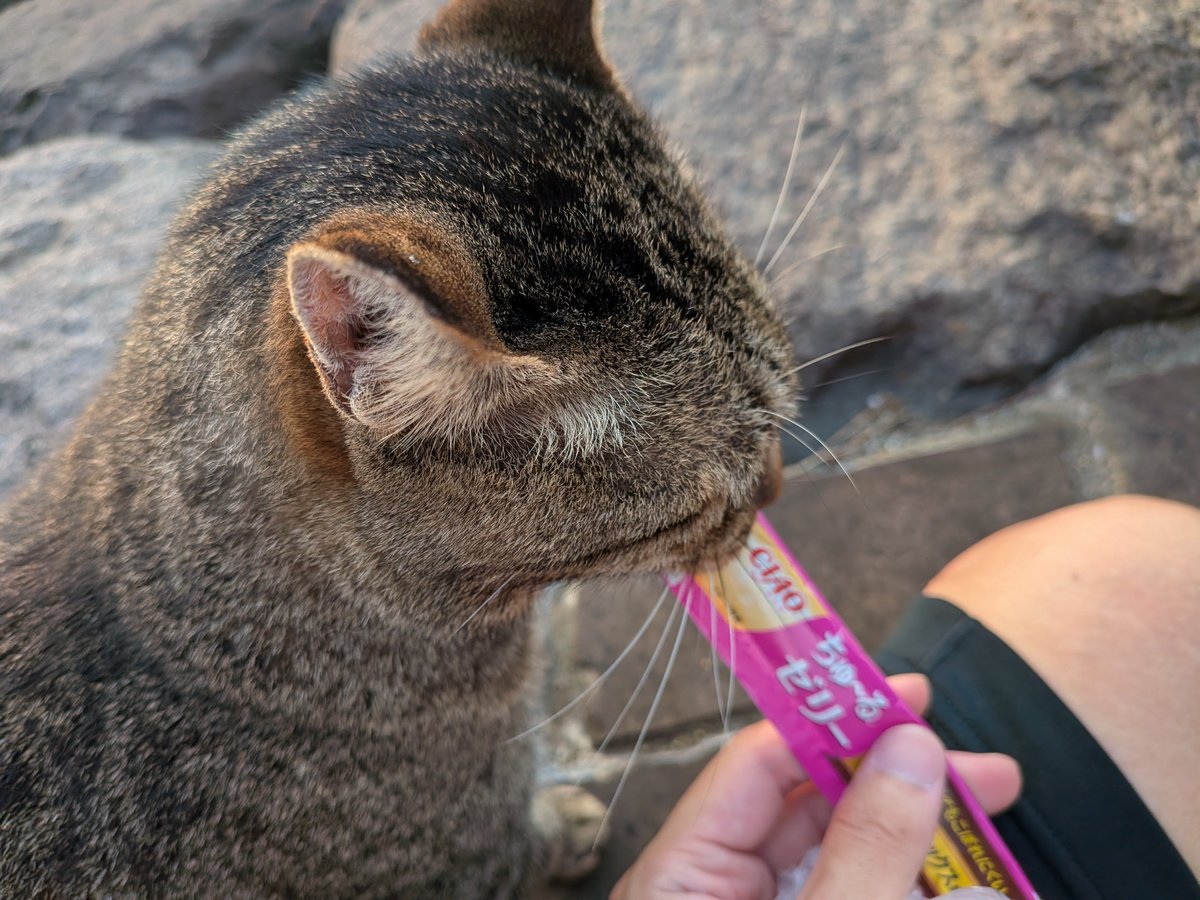 UVERworldrun's tweet photo. 今日のランニング🏃
今日の1曲は #COREPRIDE #UVERworld #ランニング #地域猫
可愛い猫さんにちゅーるあげた😺 https://t.co/1hKRlBbkkR
