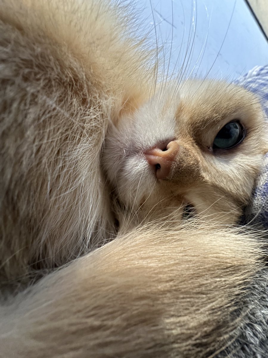 JOYI7777's tweet photo. 咪今天团成刺猬🦔 https://t.co/XCs7Qse8IM