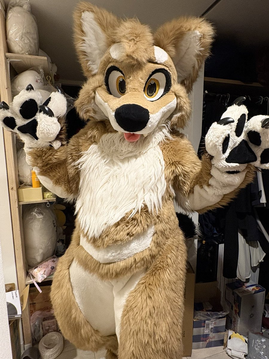 logelogechan's tweet photo. うちのメロス。8月8日に苫小牧のお祭りに出る予定！
🪡 @MoreFurLess https://t.co/xvbhQ1BddP
