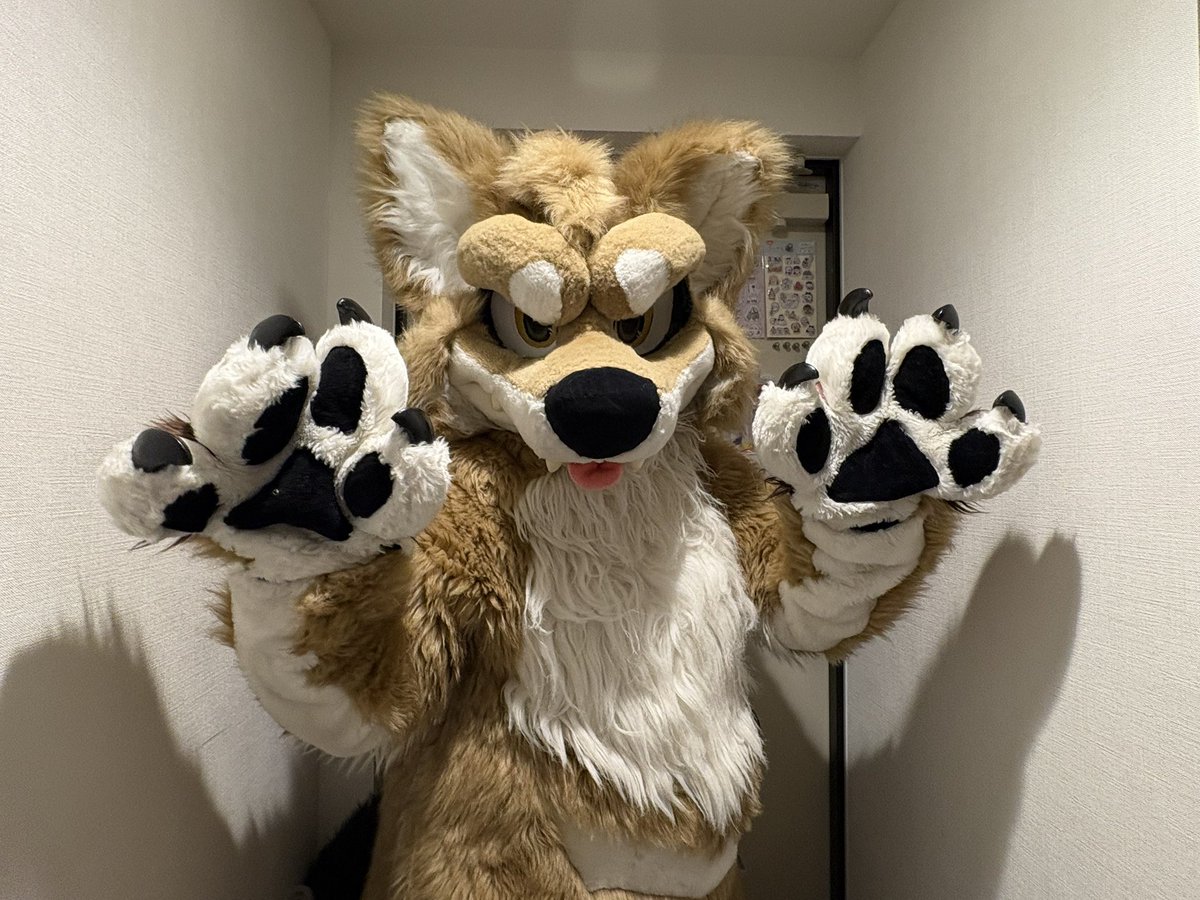 logelogechan's tweet photo. うちのメロス。8月8日に苫小牧のお祭りに出る予定！
🪡 @MoreFurLess https://t.co/xvbhQ1BddP