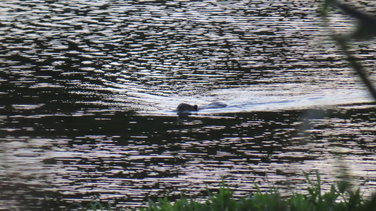 coypu_jp's tweet photo. 昆陽池公園 ヌートリア 2匹 8月6日
#nutria #coypu #ヌートリア #ragondin #昆陽池公園 https://t.co/kOvCLpWbOn