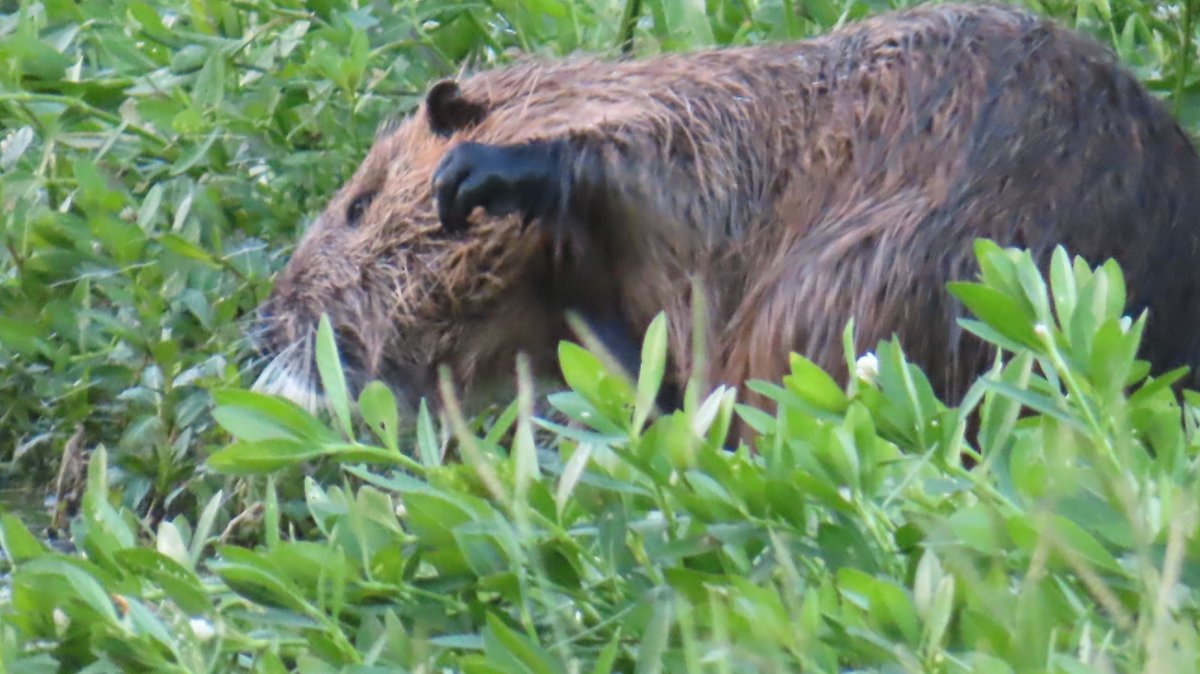 coypu_jp's tweet photo. 昆陽池公園 ヌートリア 2匹 8月6日
#nutria #coypu #ヌートリア #ragondin #昆陽池公園 https://t.co/kOvCLpWbOn