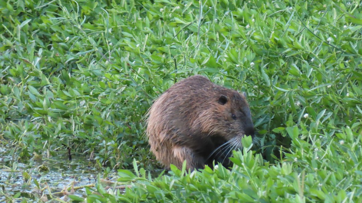 coypu_jp's tweet photo. 昆陽池公園 ヌートリア 2匹 8月6日
#nutria #coypu #ヌートリア #ragondin #昆陽池公園 https://t.co/kOvCLpWbOn