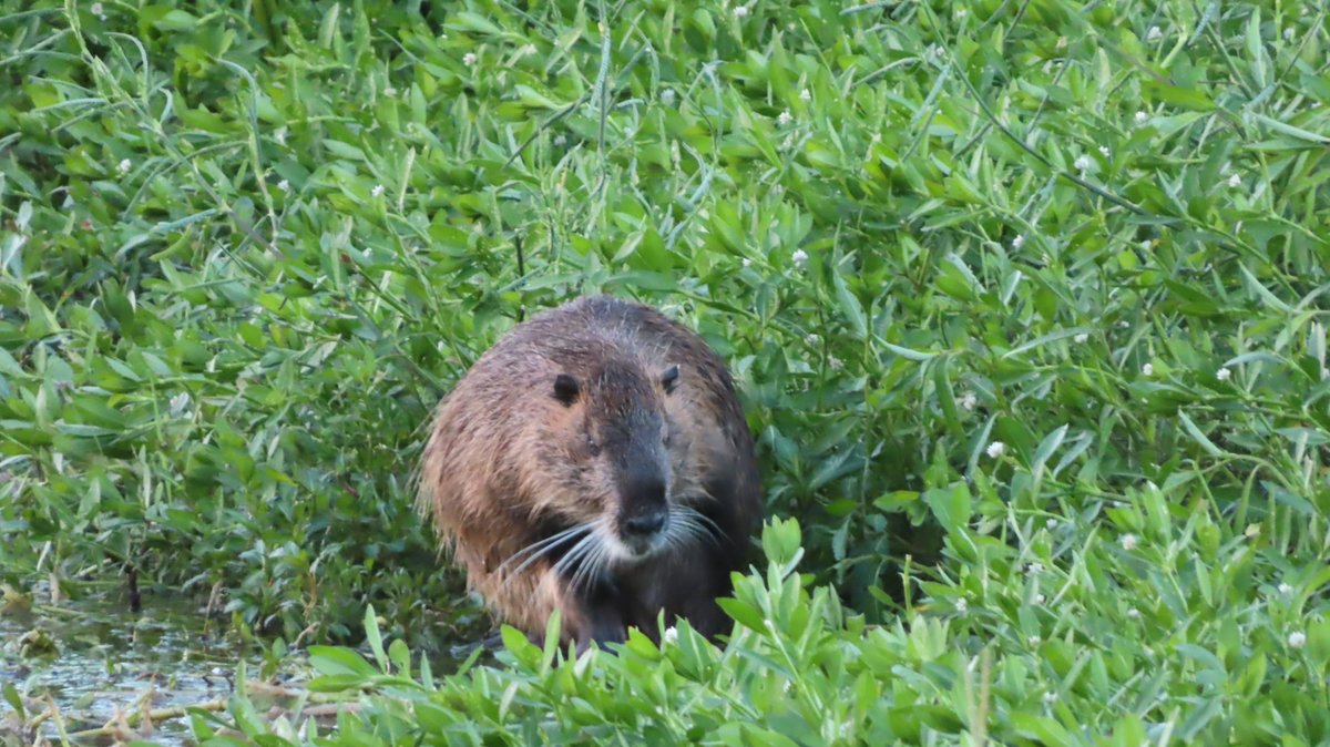 coypu_jp's tweet photo. 昆陽池公園 ヌートリア 2匹 8月6日
#nutria #coypu #ヌートリア #ragondin #昆陽池公園 https://t.co/kOvCLpWbOn