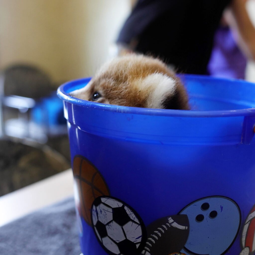 solidretard's tweet photo. @OnlyLJC morning bro

check Red Panda Cub "Alon" lore you may like the idea https://t.co/O7cwViUEkR