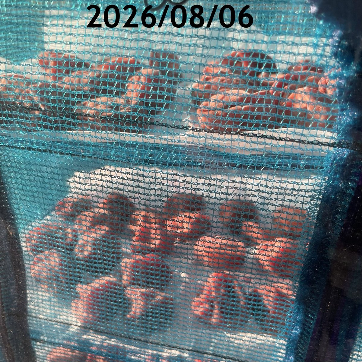 _sanami_'s tweet photo. さて、あと１日半ほどがいいところですかね。
今年の仕上げはどうするかなー。
梅酢に戻すか否か…悩むな。

#梅仕事2026
#sapporo #札幌 https://t.co/KQQAM9HoXE