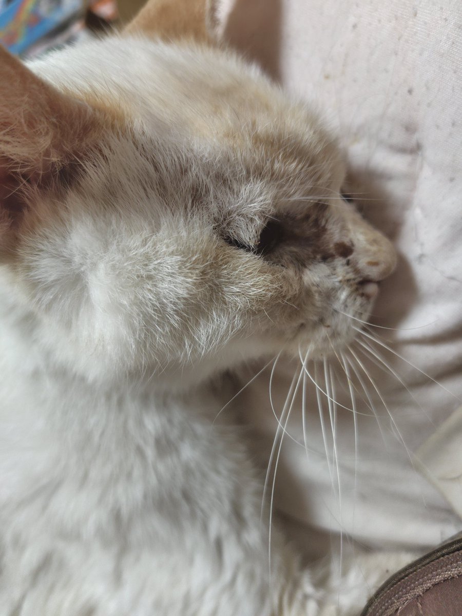 qrag_666's tweet photo. 家族中のメンタルが揺れている。おねいちゃんも弟も物心ついたときから見守ってくれていた存在だもんね。 https://t.co/lh53iRnRPo