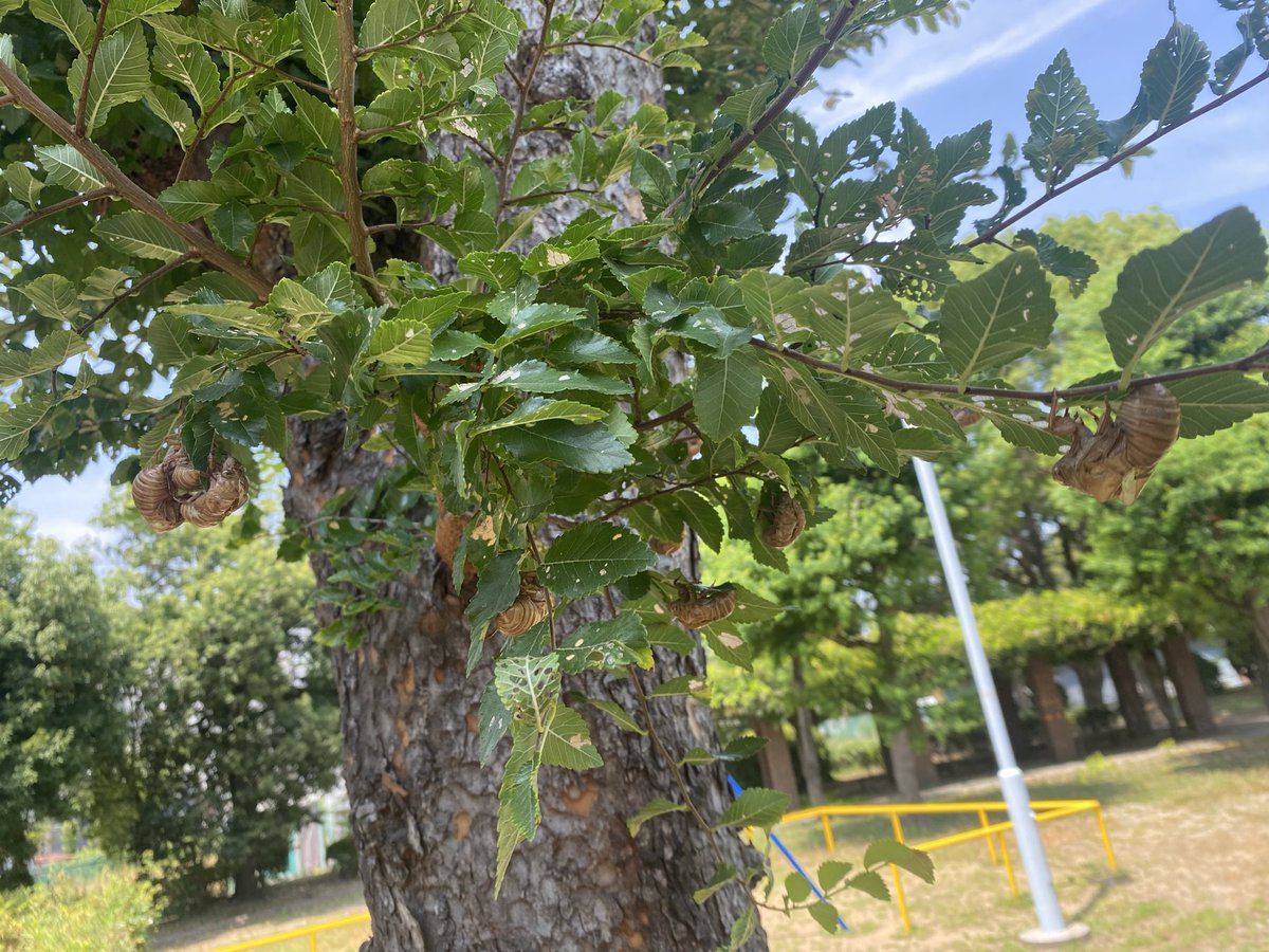 unagi_z's tweet photo. 最近セミの抜け殻にハマってる

3枚目のすごない？ https://t.co/t92q53nnM5