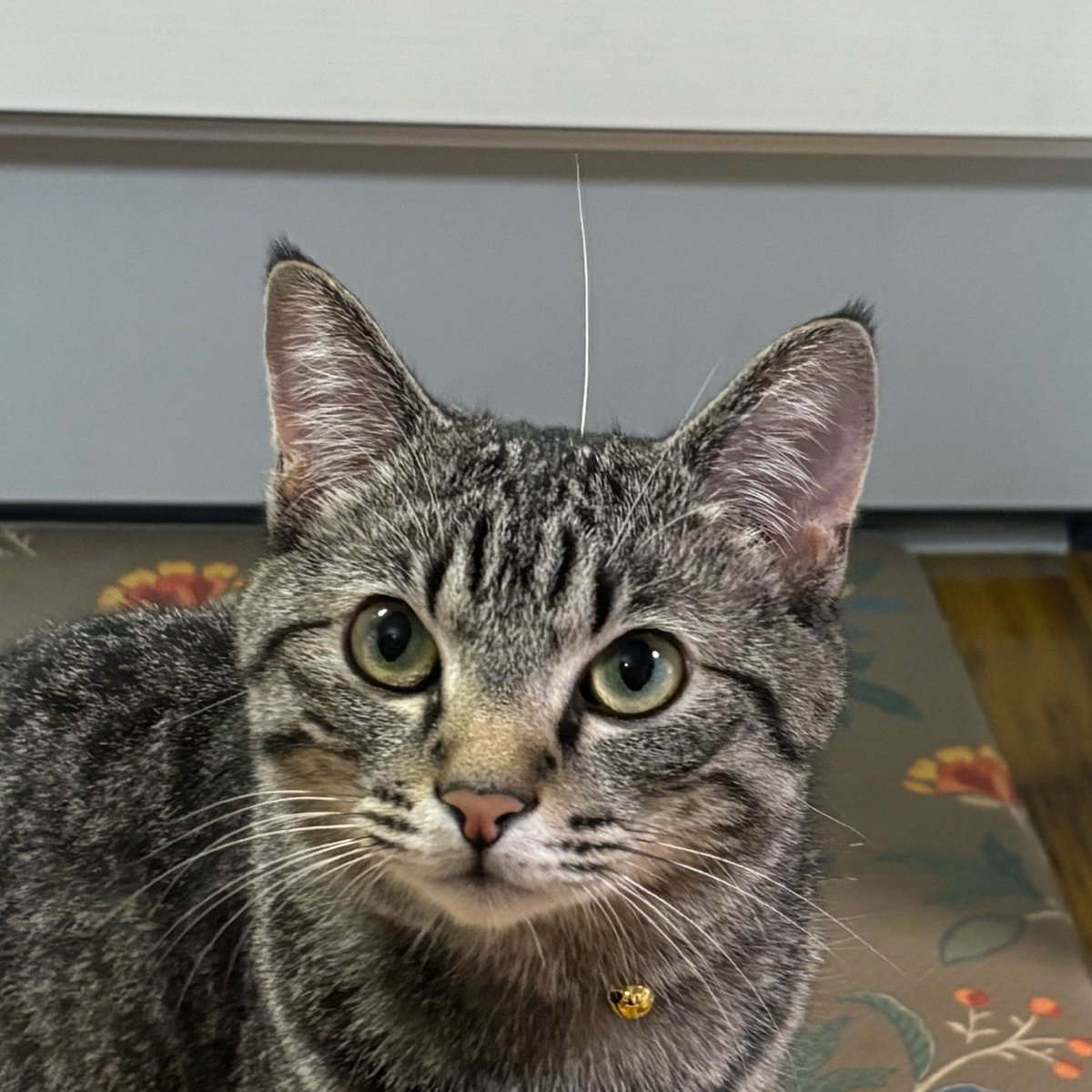 neconeko04_'s tweet photo. 落ちてたヒゲを猫ちゃんに返してあげた

#猫 https://t.co/XdpB51gWLd