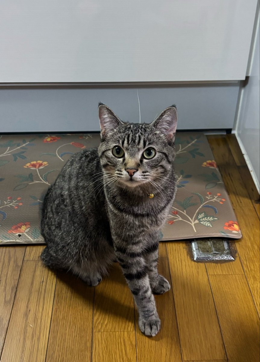neconeko04_'s tweet photo. 落ちてたヒゲを猫ちゃんに返してあげた

#猫 https://t.co/XdpB51gWLd