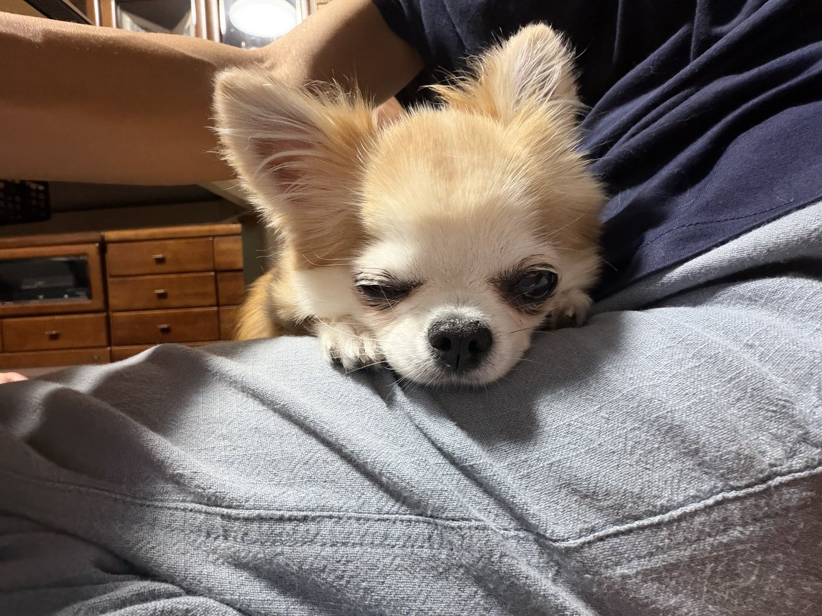 IsYg23's tweet photo. ご飯中うとうと(  ¯꒳​¯ )ᐝ #犬好き  #チワワ  #シニア犬  #犬いる暮らし https://t.co/ONqmEmY9zf