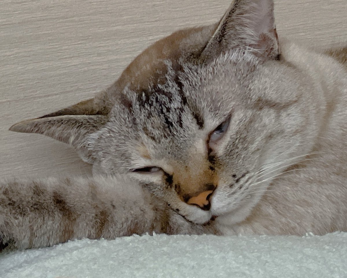uni20191001's tweet photo. シャムトラがおこげになって行くのたまらんかわいい https://t.co/BYpraaQ2OV