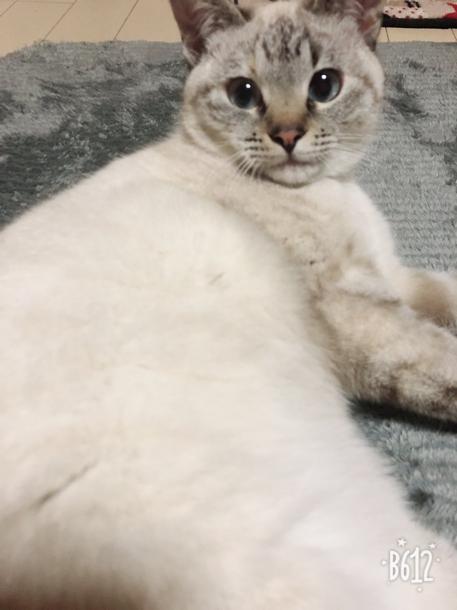 uni20191001's tweet photo. シャムトラがおこげになって行くのたまらんかわいい https://t.co/BYpraaQ2OV