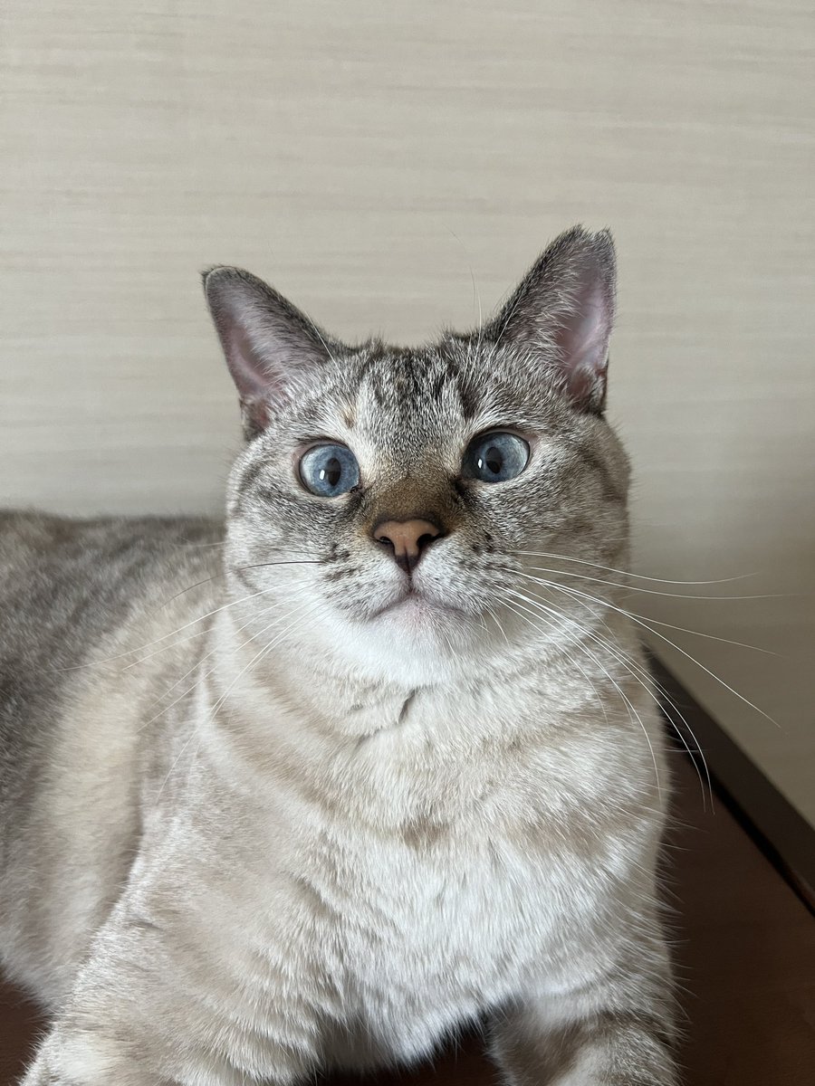 uni20191001's tweet photo. シャムトラがおこげになって行くのたまらんかわいい https://t.co/BYpraaQ2OV