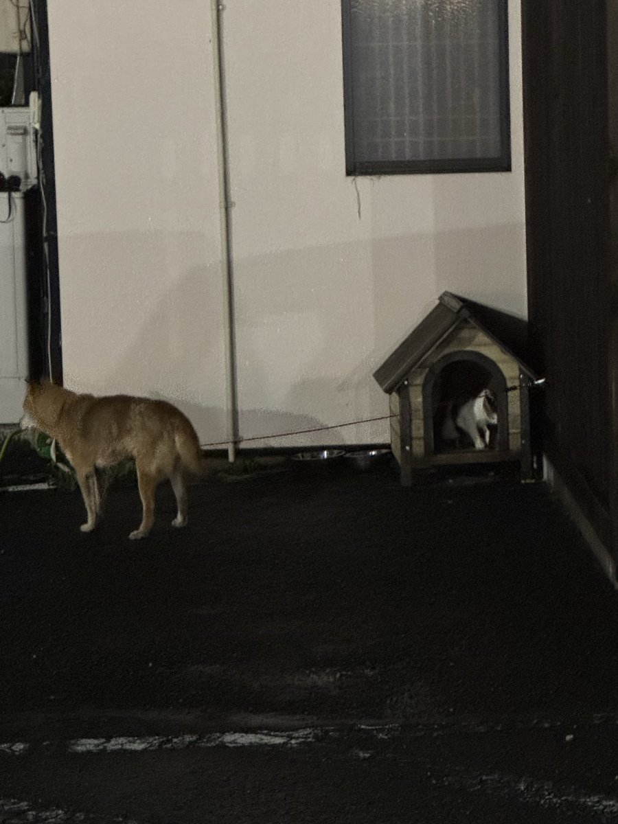 Shibata_Kotetsu's tweet photo. 8月の予定ですワン🐶❗️
今月もよろしくお願いしますワン🐶🙇‍♂️

ついに家を乗っ取られましたワン🐶😢🐈 https://t.co/PeyHSzCLFI