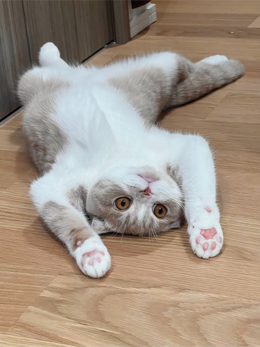 nidone_____zzz's tweet photo. 今日も猫がひっくり返っている https://t.co/ogPBAqM8S0