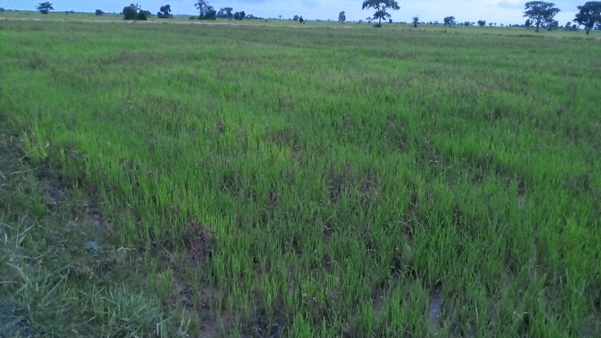 sanseth26's tweet photo. ឆ្នាំនឹង ដឹងបានរួចខ្លួនអត់ទេមើលទៅ
#កសិកម្មខ្មែរ
#CambodiaAgriculture
#柬埔寨农业 https://t.co/7yX6rwTpNb