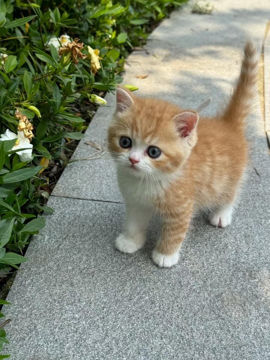 cutestscats's tweet photo. Too determined on the path 🥹 https://t.co/0r1hUZEqr7