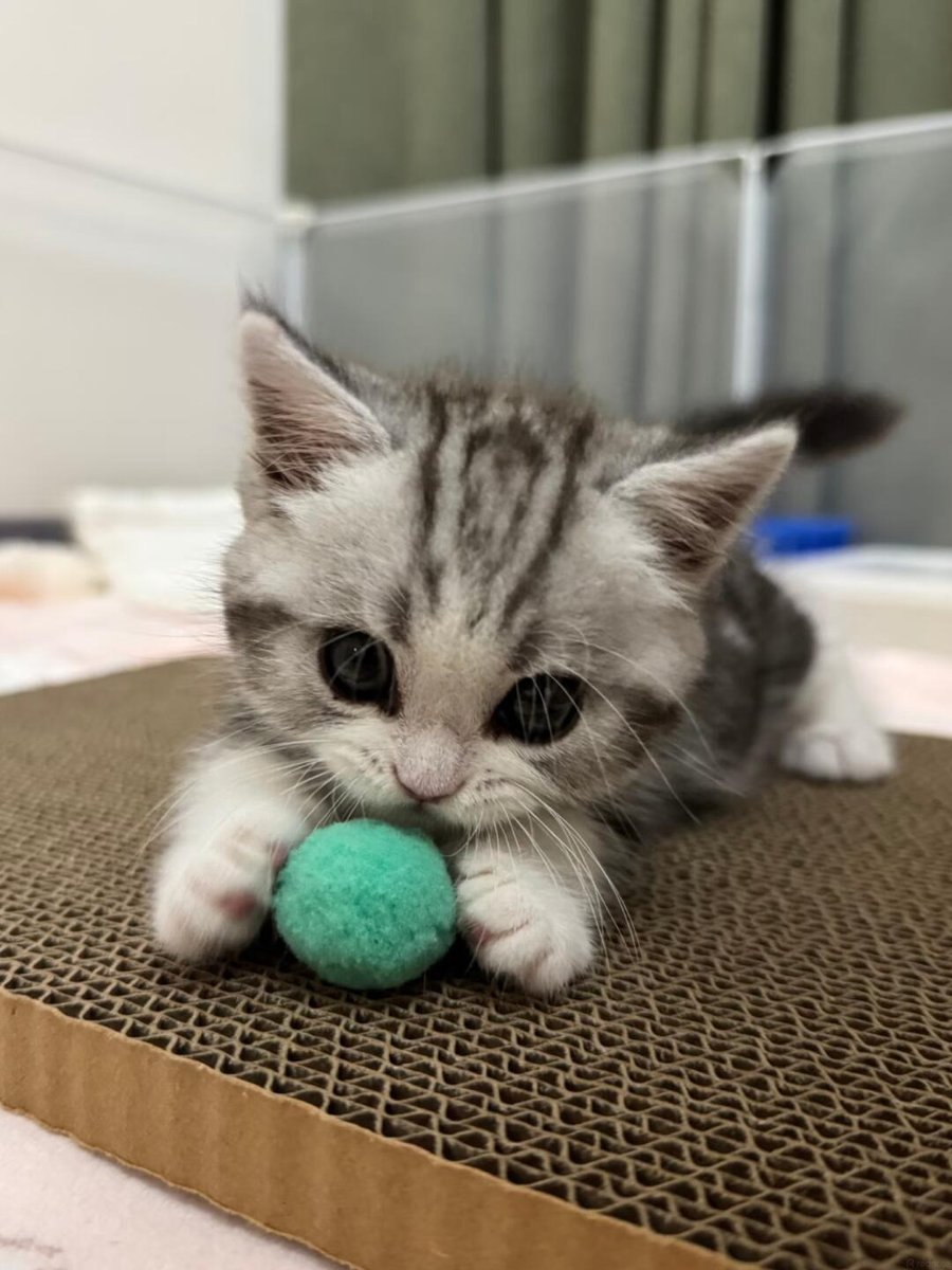 cutestscats's tweet photo. playing with my favorite little green ball 🎾 https://t.co/99gvJGmOns