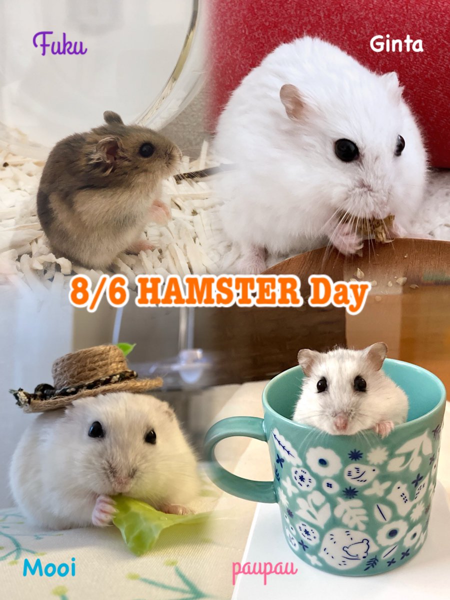 riccohamster's tweet photo. 8/6、ハムスターの日！！
全てのハムスターにありがとう！！

天国組の、福ちゃん、銀太、モーイさん。
そして、お家組のパウパウ。
みんなずっと宝物。 https://t.co/3OZwCQpRpY