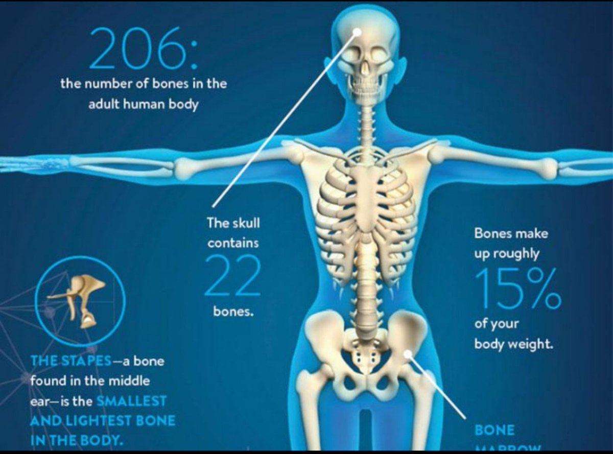 AymanWellness's tweet photo. Anatomy Fact
An adult human body has 206 bones, while a newborn has about 270. As we grow, some bones fuse together.
#AnatomyFacts #HumanSkeleton #MedicalEducation https://t.co/K7dfpgakB0