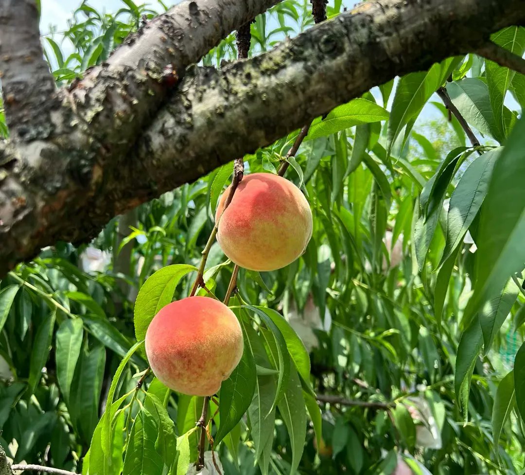 LanceKeatigr6c's tweet photo. [Just found the juiciest sun-ripened peach at the farmers’ market—first bite = pure summer joy! ]， https://t.co/8pIx7lsjPW