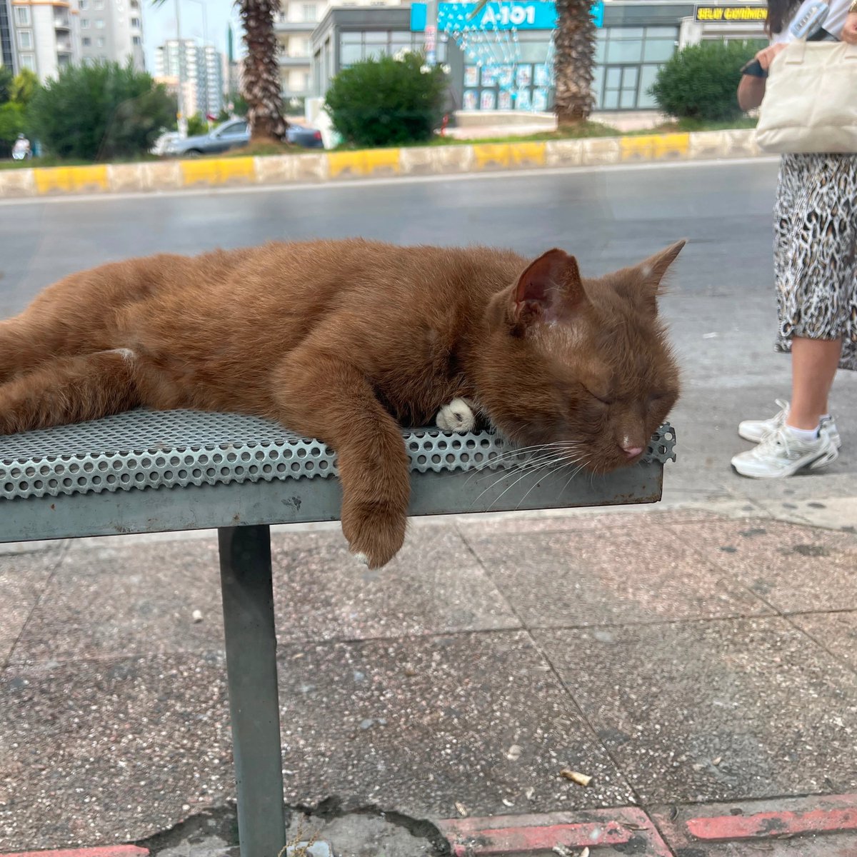 mhahaber_'s tweet photo. Bir vatandaş, otobüs durağında karşılaştığı rahat tavırlarıyla dikkat çeken kediyi paylaştı. https://t.co/ps2jeXQZud