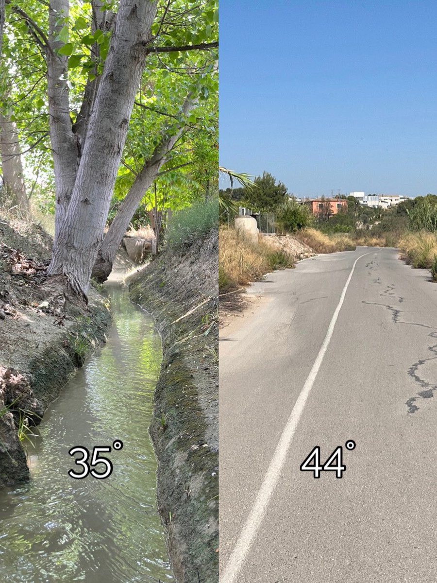 enunlugardelah1's tweet photo. 🍋 Diferencia entre una acequia entubada y asfaltada y otra en estado natural con vegetación de ribera.

En otros lugares se lo pueden permitir. En #Murcia no. Hay que destapar acequias💦💦 y plantar árboles 🌳 🌳 https://t.co/BjsZPQe7D0