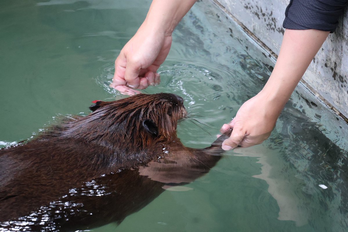 photo_beaver's tweet photo. 飼育員さんが両手でボディチェックなどできるかもということで、トレーニング？中らしい

素敵な取り組みだなと思うと同時に、チャルが手を握ってくれるなんて羨ましすぎるしチャル様可愛すぎるし https://t.co/BloNZbrDyV