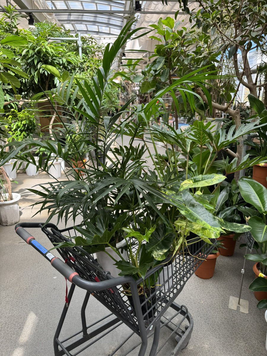 Hiro_ItsMyLife's tweet photo. 断捨離して
部屋に余白ができた。

以前、そんな投稿をした。

ところが最近、
妻の気分で
大規模な模様替えが始まり、

その余白が少しずつ
グリーンで埋め尽くされています😅

今は完全に、
観葉植物モード。

今日は休みだったので、
妻と大型の園芸店へ。

植物には癒やされるし、
何より妻の機嫌が良くなる😊

じつは、
妻の模様替えには
一定の周期がある。

まるで、
Bitcoinの4年サイクル。

そして、
わが家の余白は半減😆