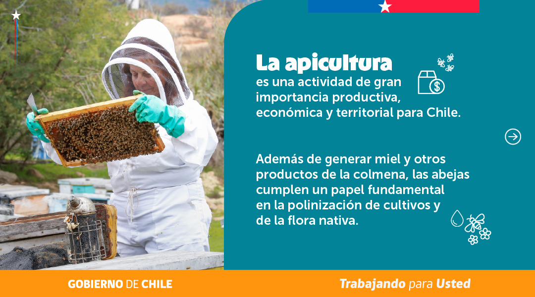 MinagriCL's tweet photo. 🐝 En el #DíaNacionalDeLaMiel reconocemos el trabajo de los más de 6.600 apicultores que fortalecen la agricultura y la biodiversidad de Chile.

Las abejas son fundamentales para la polinización de cultivos y de nuestra flora nativa. Cuidarlas es proteger la producción de los alimentos y nuestros ecosistemas 🍯🌼