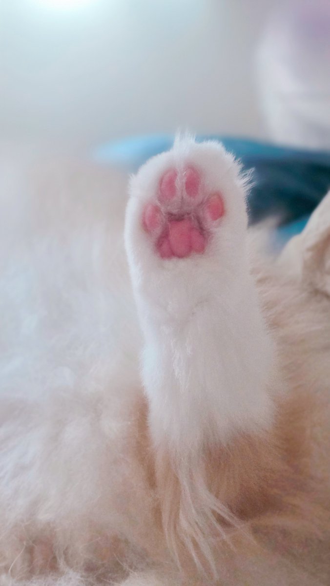 Baron_b_Inferno's tweet photo. タッチして🐾 https://t.co/oOrIiTDSBz