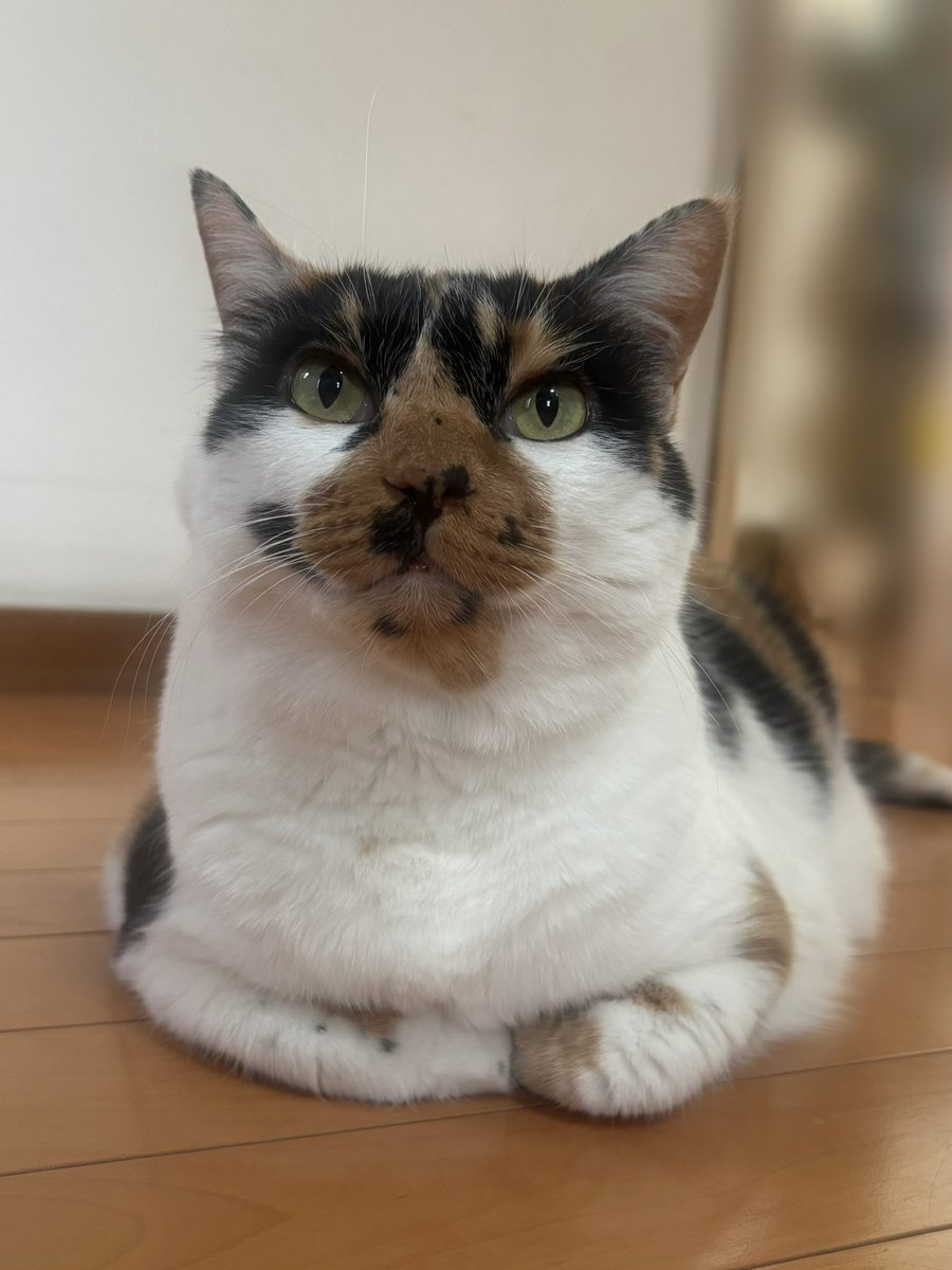 mican0502's tweet photo. お口周りが騒がしい柄の子！ https://t.co/yndNetcETL