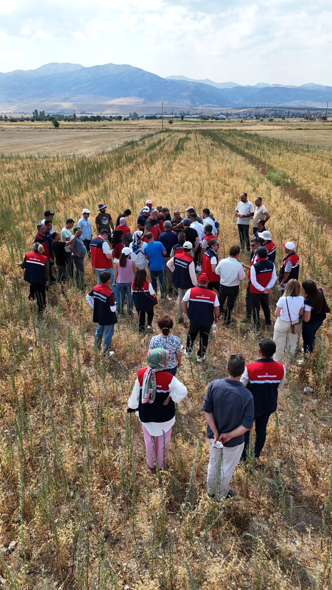 afyontarimorman's tweet photo. BORSA 20 ve Çiftçi Nohut Çeşitleri İçin Tarla Günü

Tarım ve Orman Bakanlığımız Eğitim ve Yayın Dairesi Başkanlığı destekleriyle yürütülen projeler kapsamında, Sandıklı Ballık Köyü'nde Tarla Günü düzenlendi. https://t.co/bAKKMY9rfM