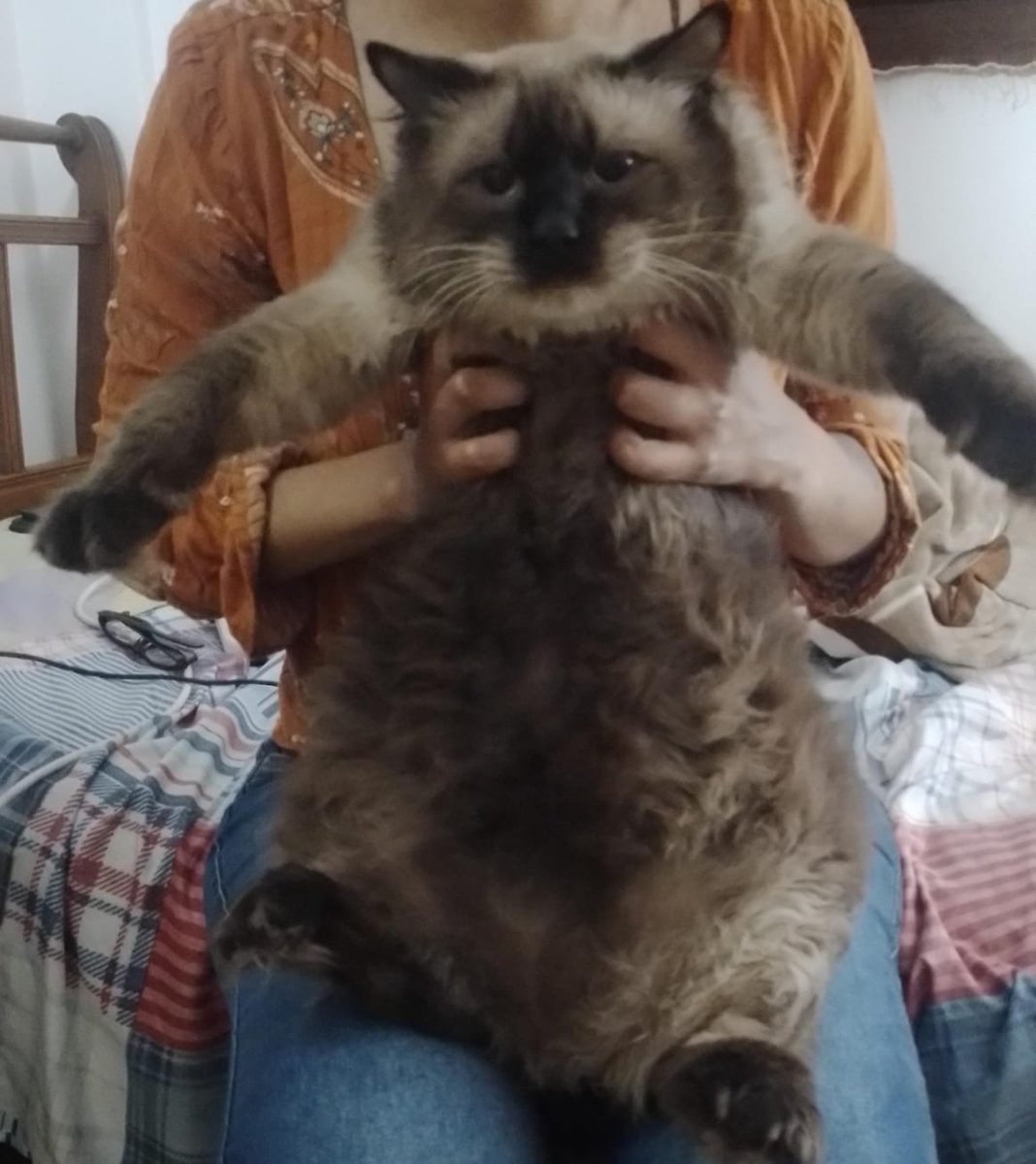 sailoridiot1000's tweet photo. mi amigo me mando una foto de su gato y me dijo que es un ewok https://t.co/RPQwhiH7KV