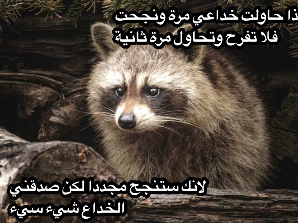 72eml's tweet photo. @Capitano_M14 وضعنا مع اليقطينه روميرو https://t.co/GVqlMFm4tk