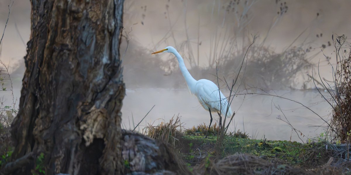 MyUSAMorning's tweet photo. Welcome to My American Morning
Good Thursday morning, Patriots. An egret walks along the bank of a beaver pond on a foggy morning. Most of the bushes and weeds are brown and lifeless at this point in March. But I noticed that the egret was standing on a small bit of greenery.

——————————————
Each new day imparts an honor I will always praise and cherish: to awaken in America and know that I am home.
Egret walks along the bank — Conestee Nature Preserve in SC — Mar 2026