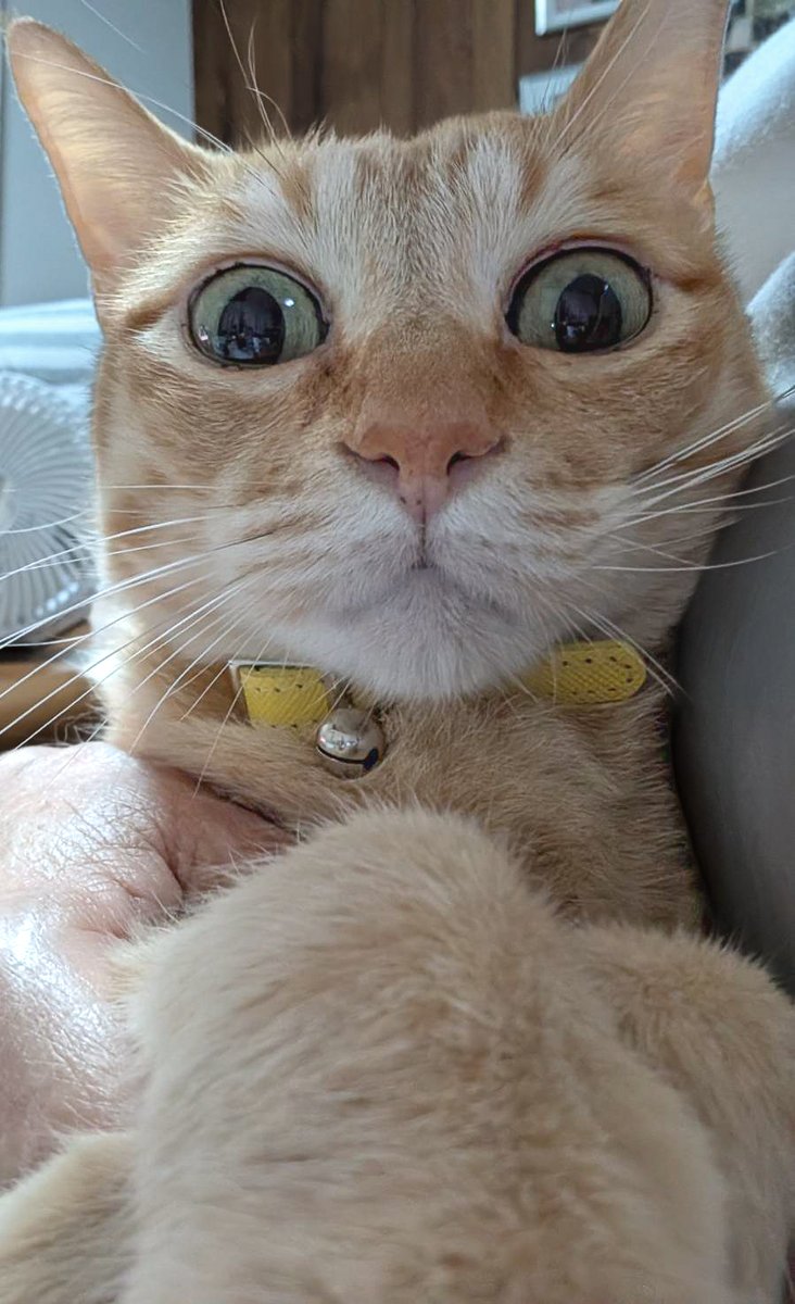 purinlala's tweet photo. ９才の余裕。 https://t.co/9FsgoZRr5j