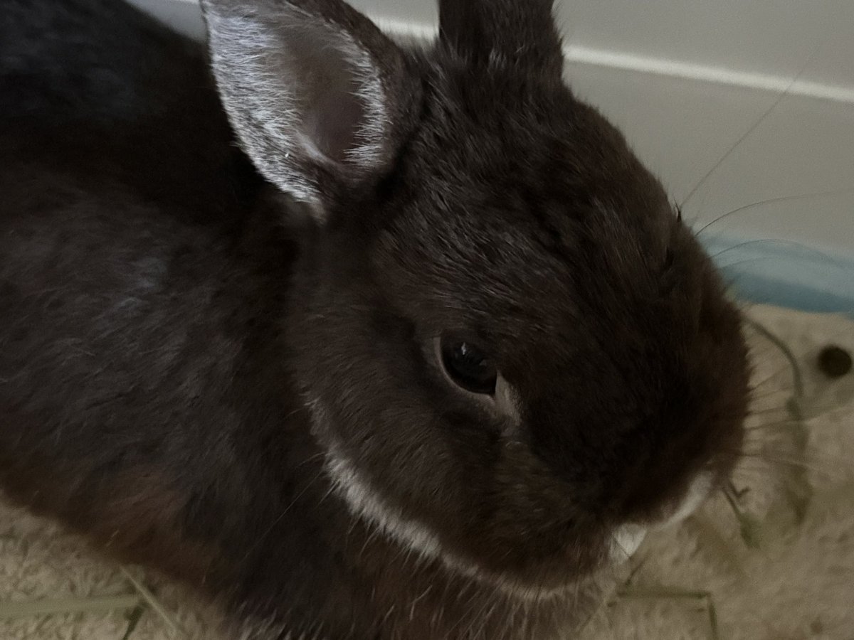 SnMojn's tweet photo. ええんやで、自由に呟きな～～～！ウチも自由に生きてるからね！ところでうちのマメちゃん可愛くない？？？？？うんこ一緒に写ってるけど https://t.co/fo7V92opEX